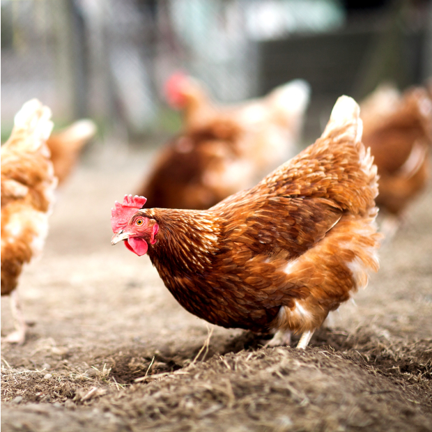 吉美肥 PF-200 家禽 飼料預拌劑