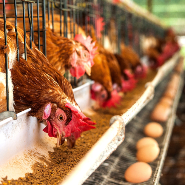 16965257_xxl 1-1.JPG