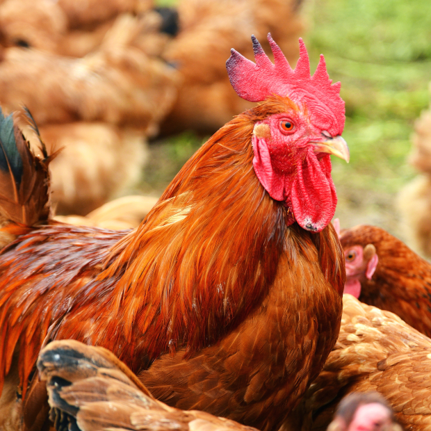 21611314_xxl 1-1.JPG