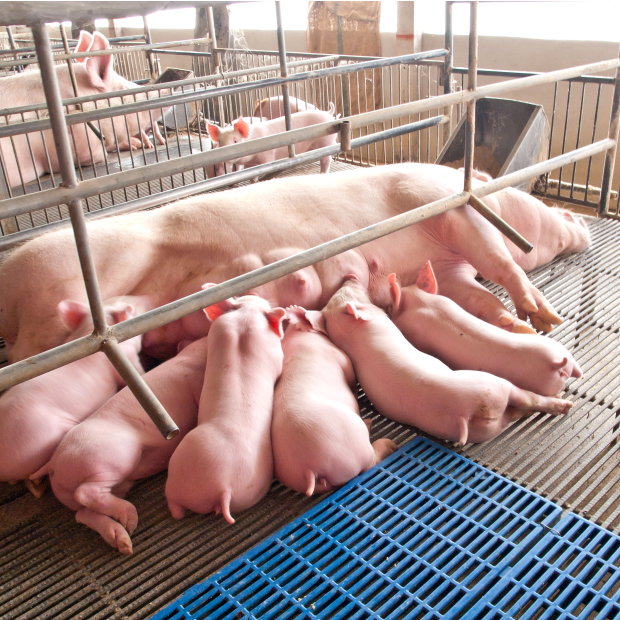 19837877_xxl 1-1.JPG