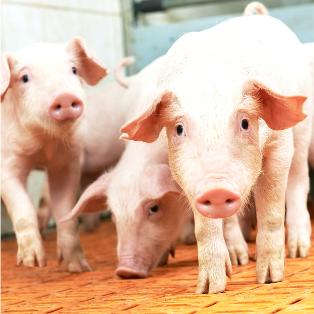 15086747_xxl 1-1.JPG