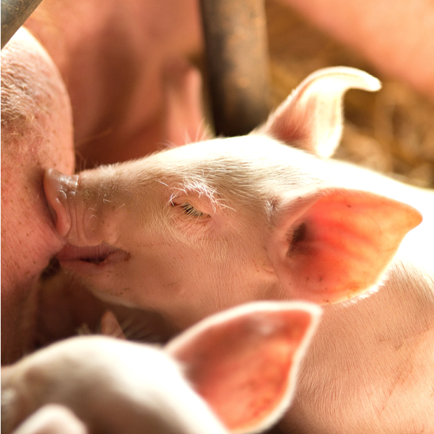 27540736_xxl 1-1.JPG