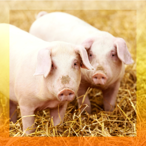 15086710_xxl 1-1-1.jpg