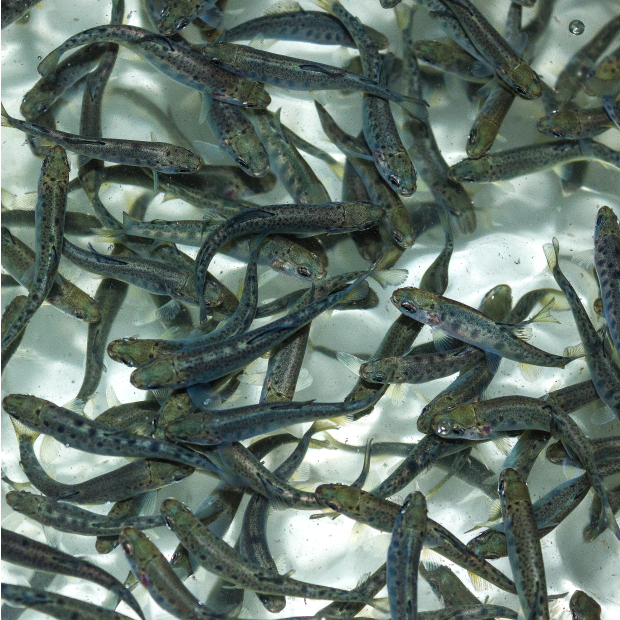 28384118_xxl 1-1.JPG